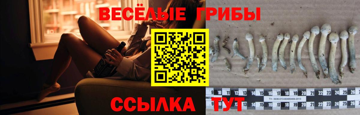 Нововоронеж  Галлюциногенные грибы мицелий  Вход с VPN  закладка  Галлюциногенные грибы GOLDEN TEACHER 